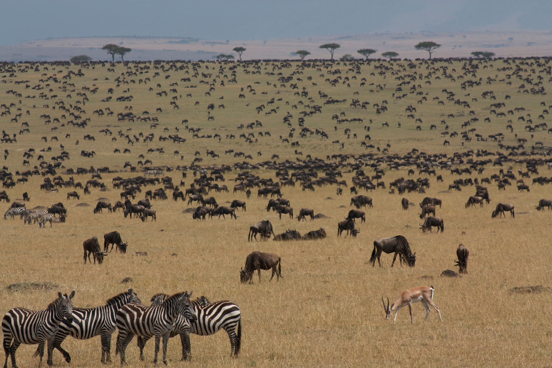 5-Day Big 5 Tanzania Safari, Serengeti, Ngorongoro, Manyara & Tarangire