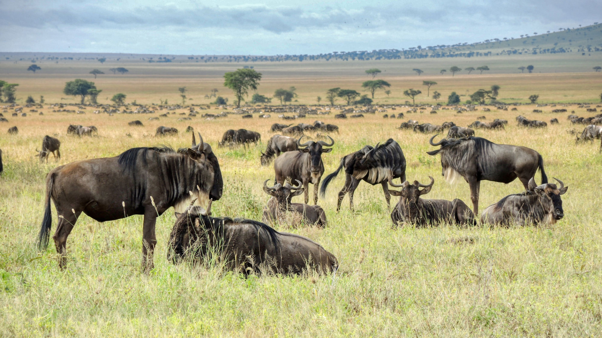 10-Day All-Inclusive Tanzania Safari, Tarangire, Manyara, Ngorongoro & Serengeti