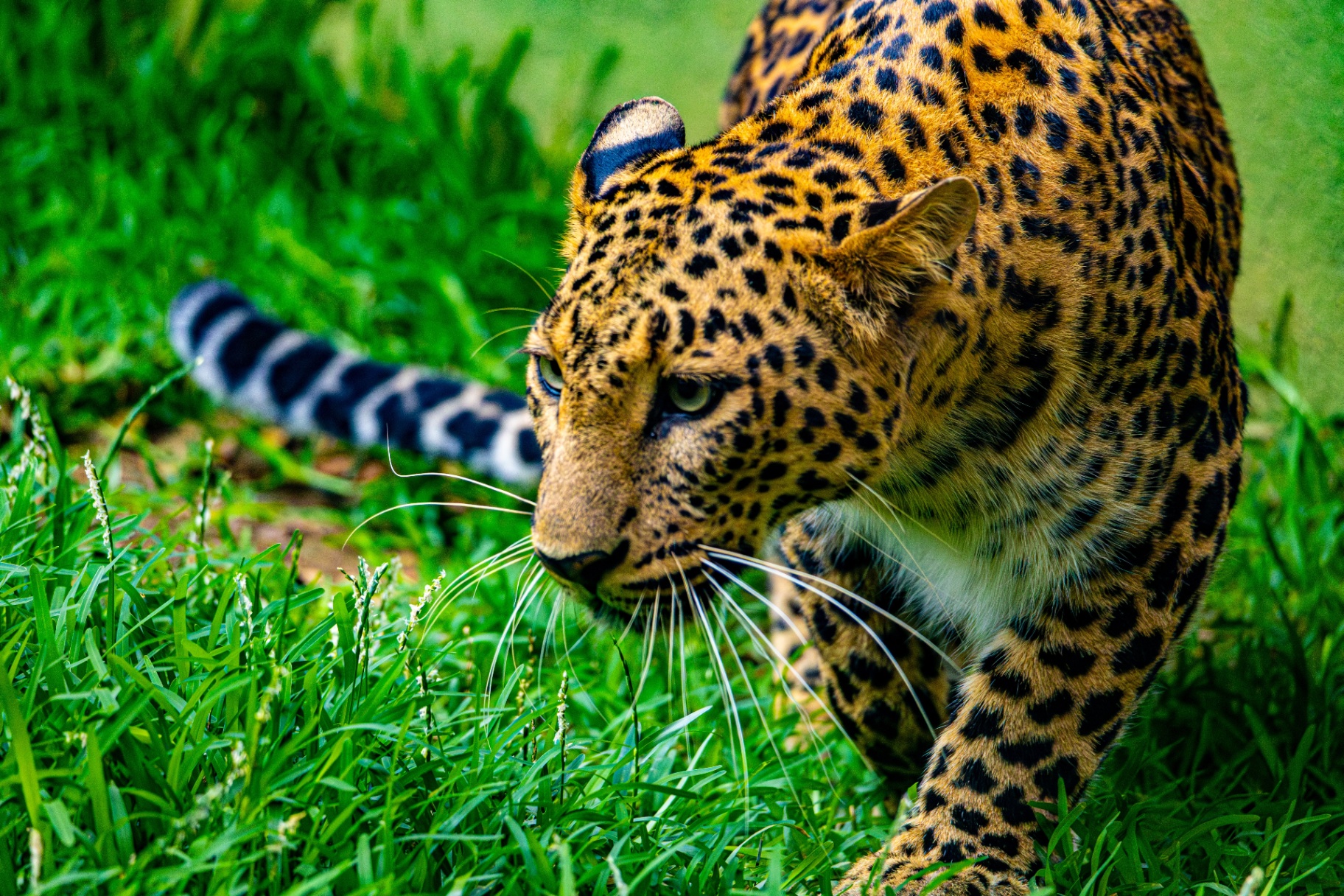 A wild leopard in Kenya's grasslands, photographed by our safari guides