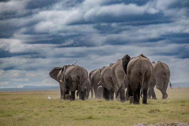7-Day Kenya Safari, Amboseli, Ol Pejeta & Masai Mara Adventure
