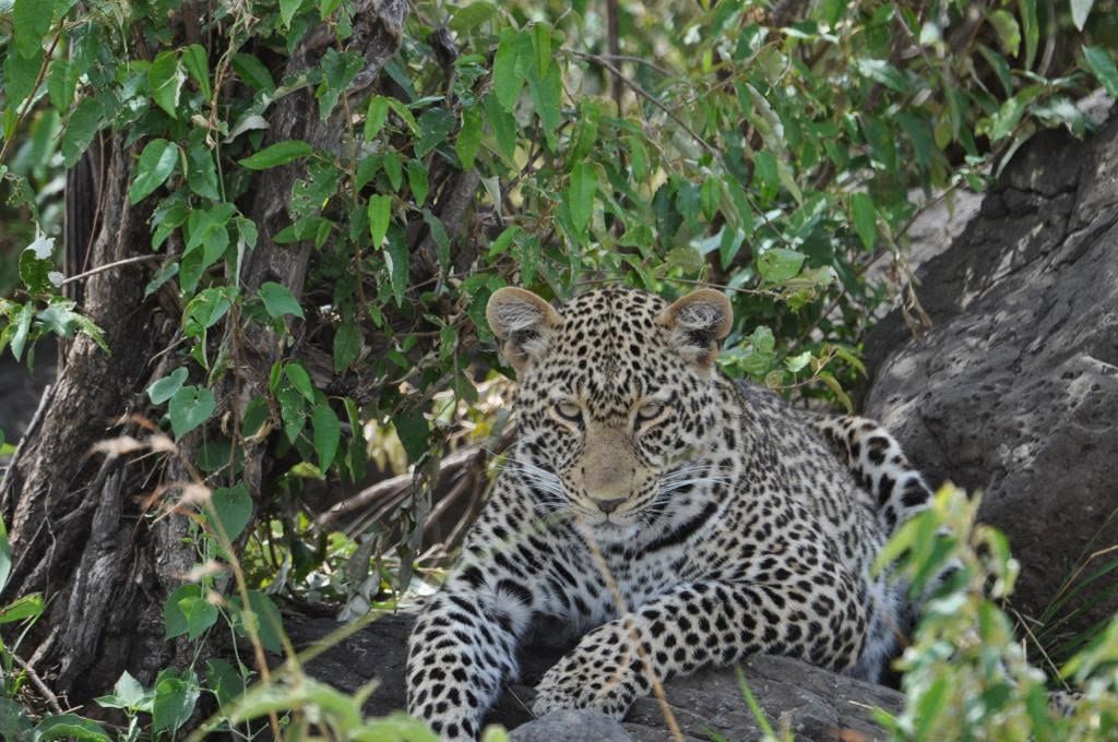 8-Day All-Inclusive Kenya Safari, Masai Mara, Amboseli & Rift Valley
