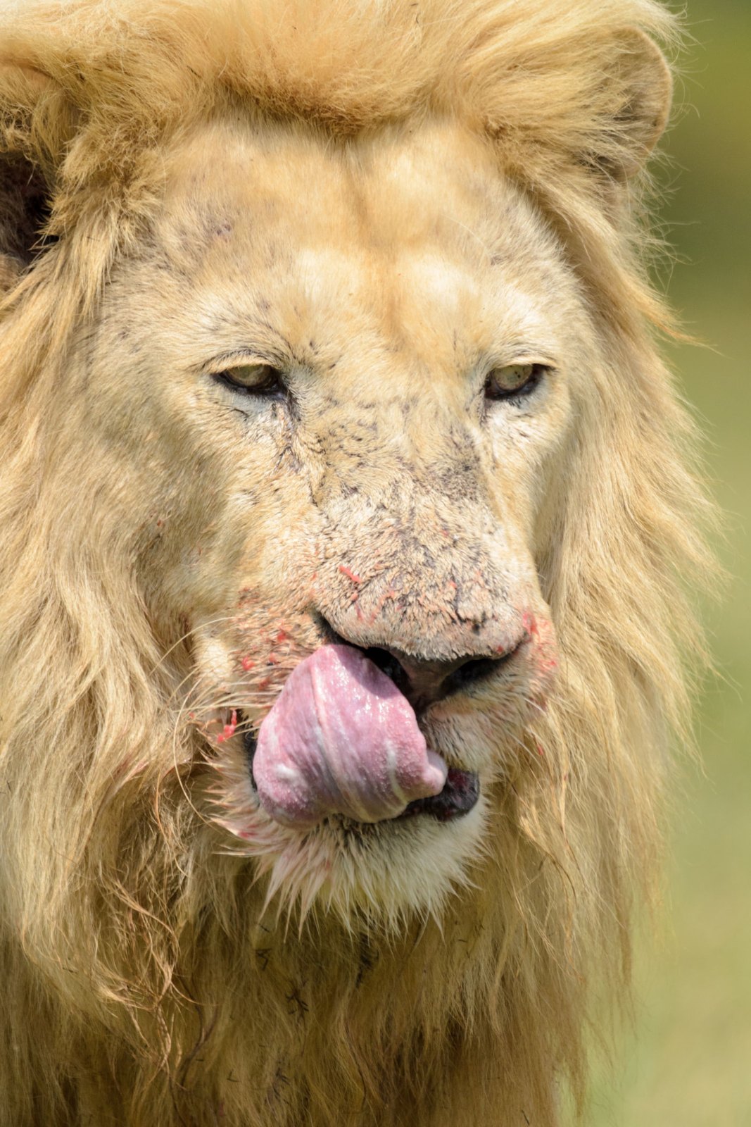 7-Day Magical Kenya Budget Safari