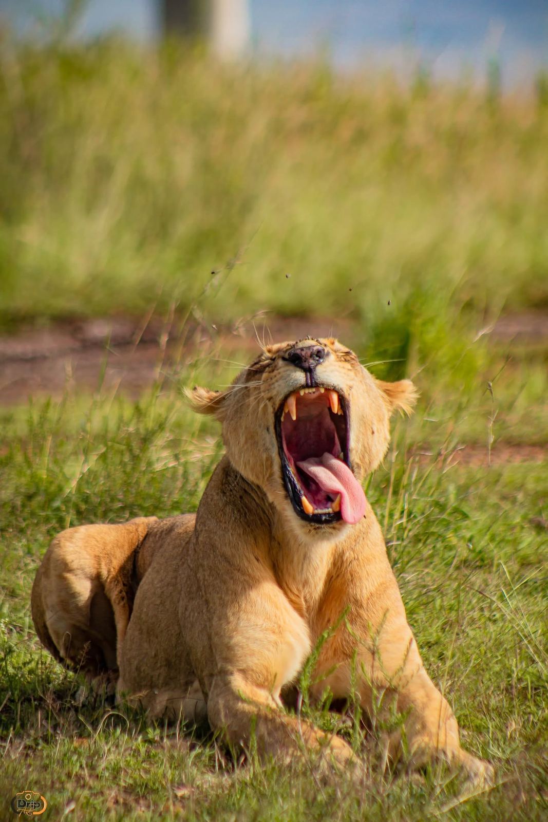 7-Day Magical Kenya Budget Safari