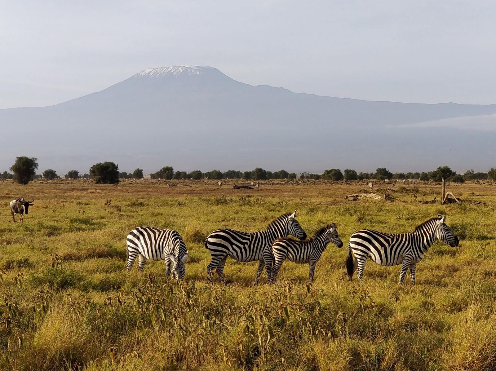 10-Day Best of Kenya Safari, Amboseli, Ol Pejeta, Samburu & the Mara